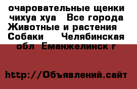 очаровательные щенки чихуа-хуа - Все города Животные и растения » Собаки   . Челябинская обл.,Еманжелинск г.